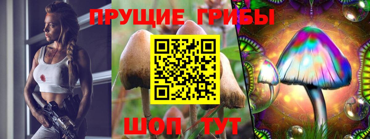 Видное  Галлюциногенные грибы Psilocybine cubensis  Вход с VPN 